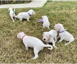 Dogo Argentino Litter for sale in SAN ANTONIO, TX, USA