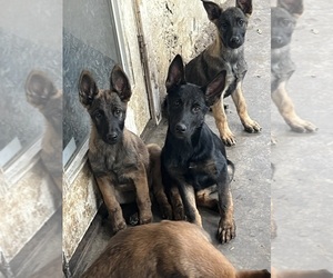 Malinois Litter for sale in GRANDVIEW, MO, USA