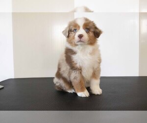 Miniature Australian Shepherd Litter for sale in MILLERSBURG, OH, USA