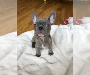 French Bulldog Litter for sale in FLUSHING, NY, USA