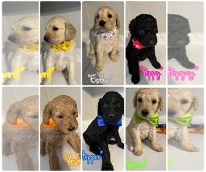 Double Doodle Litter for sale in CORDOVA, TN, USA