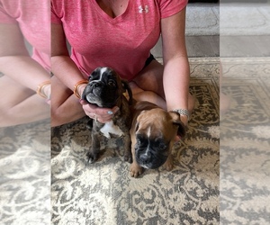 Boxer Litter for sale in NEWARK, OH, USA