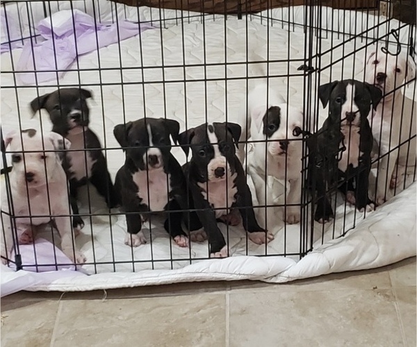 Medium Photo #1 American Pit Bull Terrier Puppy For Sale in STEPHENVILLE, TX, USA