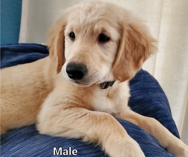 Medium Photo #1 Golden Retriever Puppy For Sale in MERCED, CA, USA