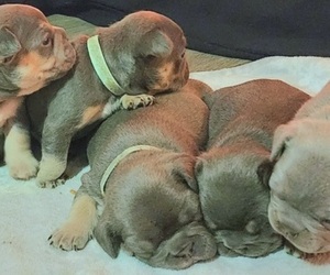 French Bulldog Litter for sale in EAST BANGOR, PA, USA