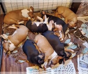 Bull Terrier Litter for sale in BRONX, NY, USA