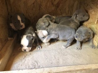 Olde English Bulldogge Litter for sale in JUDSONIA, AR, USA
