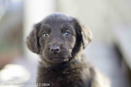 View Ad: Labradoodle Litter of Puppies for Sale near In Philippines