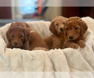 Labradoodle-Poodle (Miniature) Mix Litter for sale in RENO, NV, USA