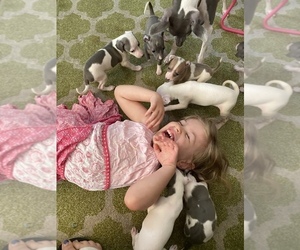 Italian Greyhound Litter for sale in VISALIA, CA, USA