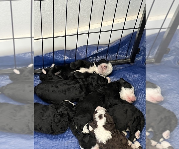 Medium Photo #1 Sheepadoodle Puppy For Sale in SHALLOWATER, TX, USA