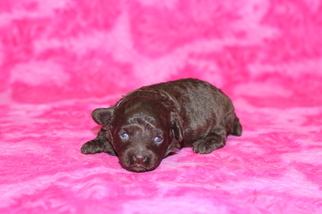 Poodle (Toy) Litter for sale in GRAY, LA, USA