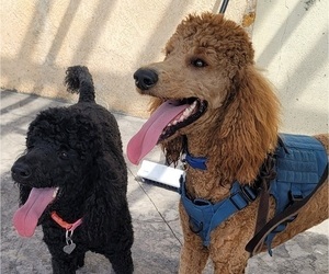 Poodle (Standard) Litter for sale in LAS CRUCES, NM, USA