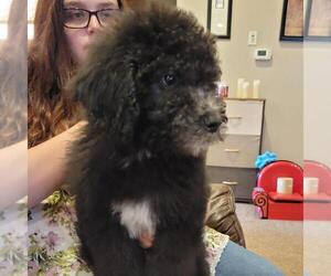 Saint Berdoodle Litter for sale in BERESFORD, SD, USA