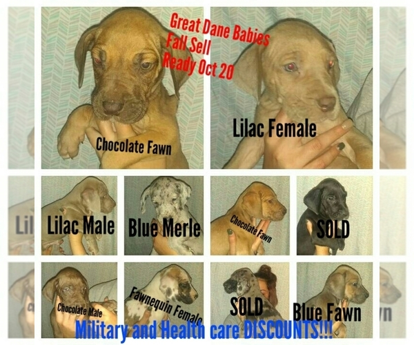 Medium Photo #1 Great Dane Puppy For Sale in POTOSI, MO, USA