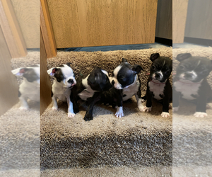 Boston Terrier Litter for sale in FRANKLIN, NC, USA