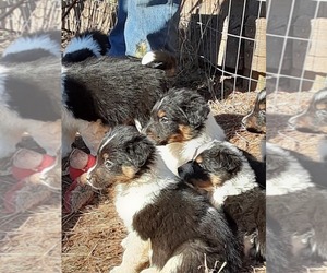 English Shepherd Litter for sale in FREDERICK, MD, USA