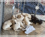 Small Photo #1 Labrador Retriever Puppy For Sale in SPOKANE, WA, USA