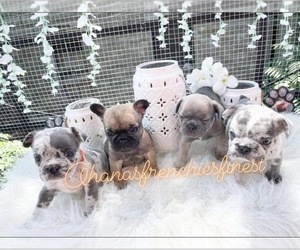 French Bulldog Litter for sale in NEWARK, NJ, USA