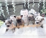 Small Photo #1 French Bulldog Puppy For Sale in NEWARK, NJ, USA