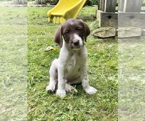 Pudel Pointer Litter for sale in MOATSVILLE, WV, USA