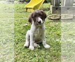 Small Pudel Pointer