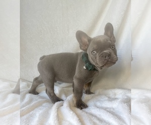 French Bulldog Litter for sale in GLENDALE, AZ, USA