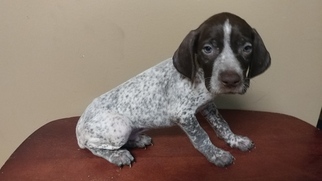 German Shorthaired Pointer Litter for sale in SOMERSET, TX, USA