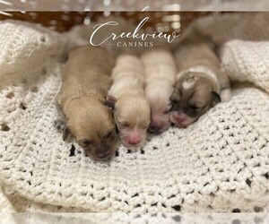 Havachon Litter for sale in NIANGUA, MO, USA