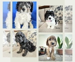 Cavapoo Litter for sale in GILBERTSVILLE, PA, USA
