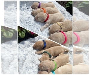 Golden Retriever Litter for sale in MINERAL POINT, WI, USA