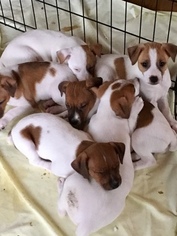 Jack Russell Terrier Litter for sale in WESTBY, WI, USA