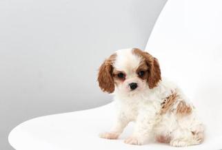 Cavalier King Charles Spaniel Litter for sale in SUGARCREEK, OH, USA