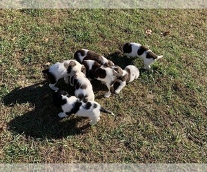 English Springer Spaniel Dogs for adoption in FREEHOLD, NJ, USA