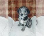 Small Photo #1 Sheprador Puppy For Sale in LEWISBURG, KY, USA