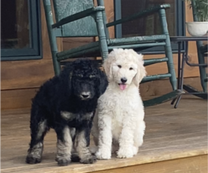 Poodle (Standard) Litter for sale in WHEELERSBURG, OH, USA