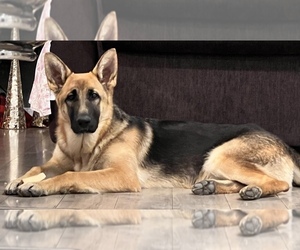 German Shepherd Dog Litter for sale in VAN NUYS, CA, USA