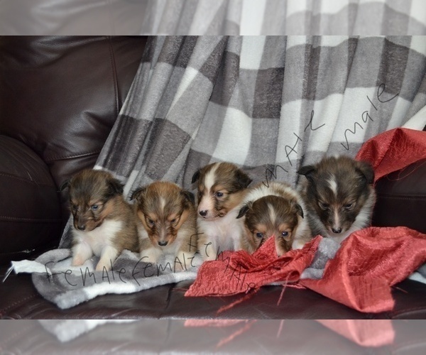 Medium Photo #1 Shetland Sheepdog Puppy For Sale in GREENWOOD, WI, USA