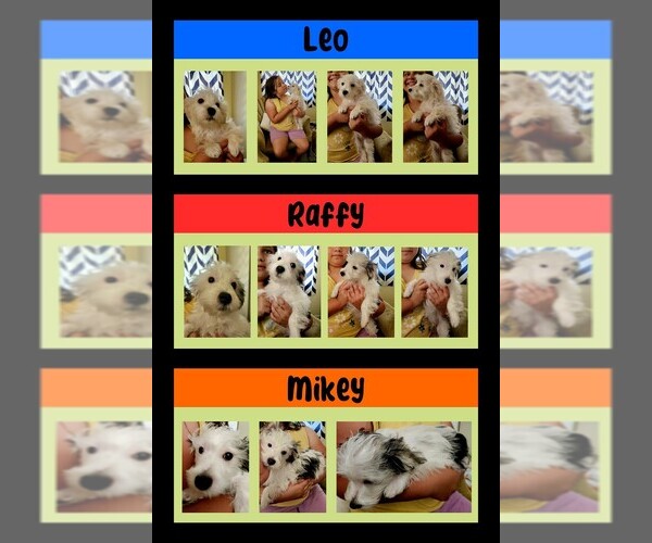 Medium Photo #1 Morkie Puppy For Sale in AMITY, AR, USA