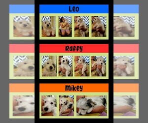 Morkie Litter for sale in AMITY, AR, USA