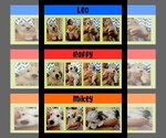 Small Photo #1 Morkie Puppy For Sale in AMITY, AR, USA