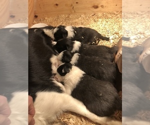 Border Collie Litter for sale in MOUNT CRAWFORD, VA, USA