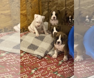 Boxer Litter for sale in LEWISTOWN, PA, USA