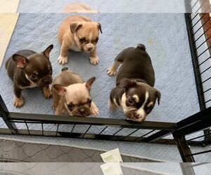French Bulldog Litter for sale in PARIS, TX, USA