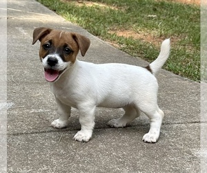Jack Russell Terrier Litter for sale in TALLAPOOSA, GA, USA
