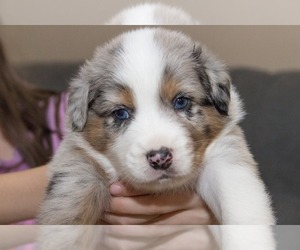 Australian Shepherd Litter for sale in BAYONET POINT, FL, USA