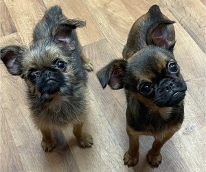 Brussels Griffon Litter for sale in POWHATAN, VA, USA