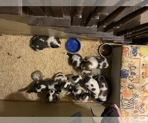 Saint Bernard Litter for sale in DURANGO, IA, USA