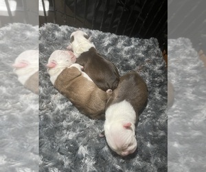 Boston Terrier Litter for sale in WINTER HAVEN, FL, USA