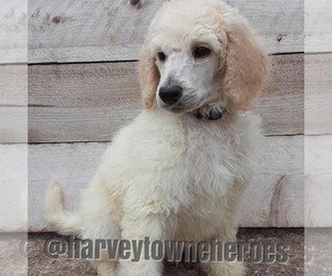 Poodle (Standard) Litter for sale in KANSAS CITY, MO, USA